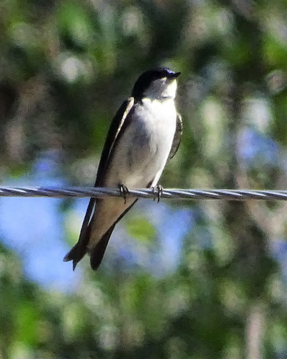 Tree Swallow - ML587060911