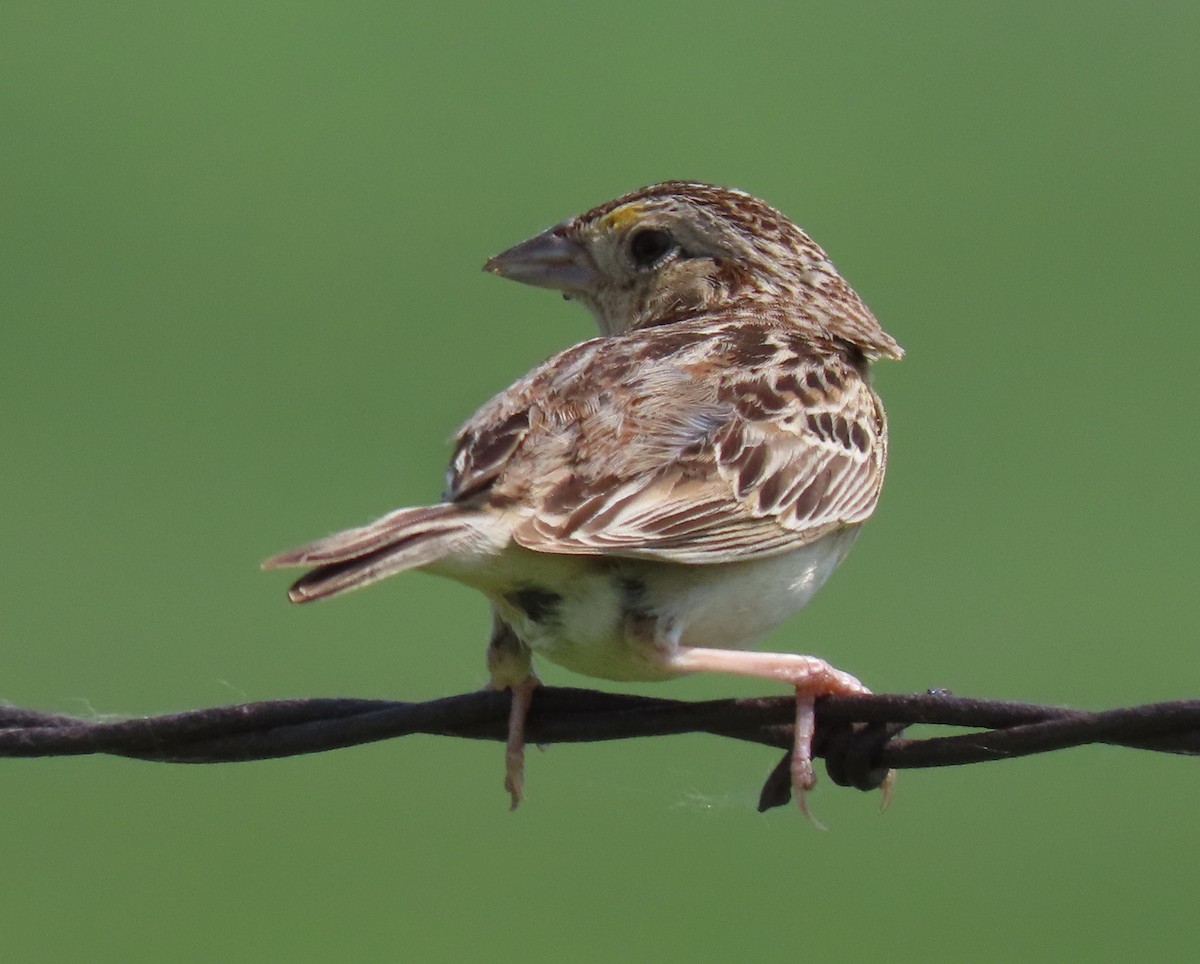 Grasshopper Sparrow - ML587061101