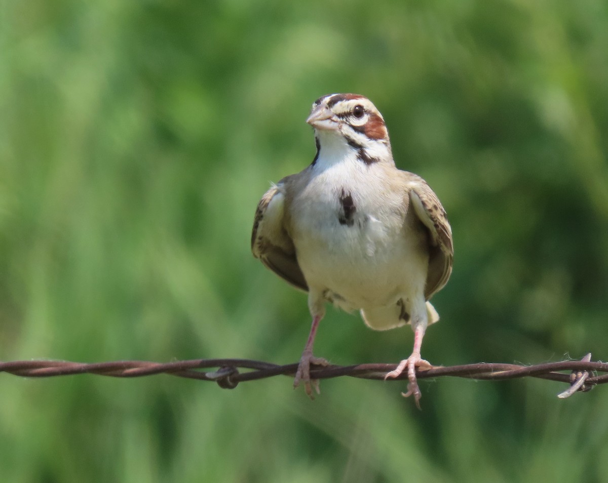 Lark Sparrow - ML587061131