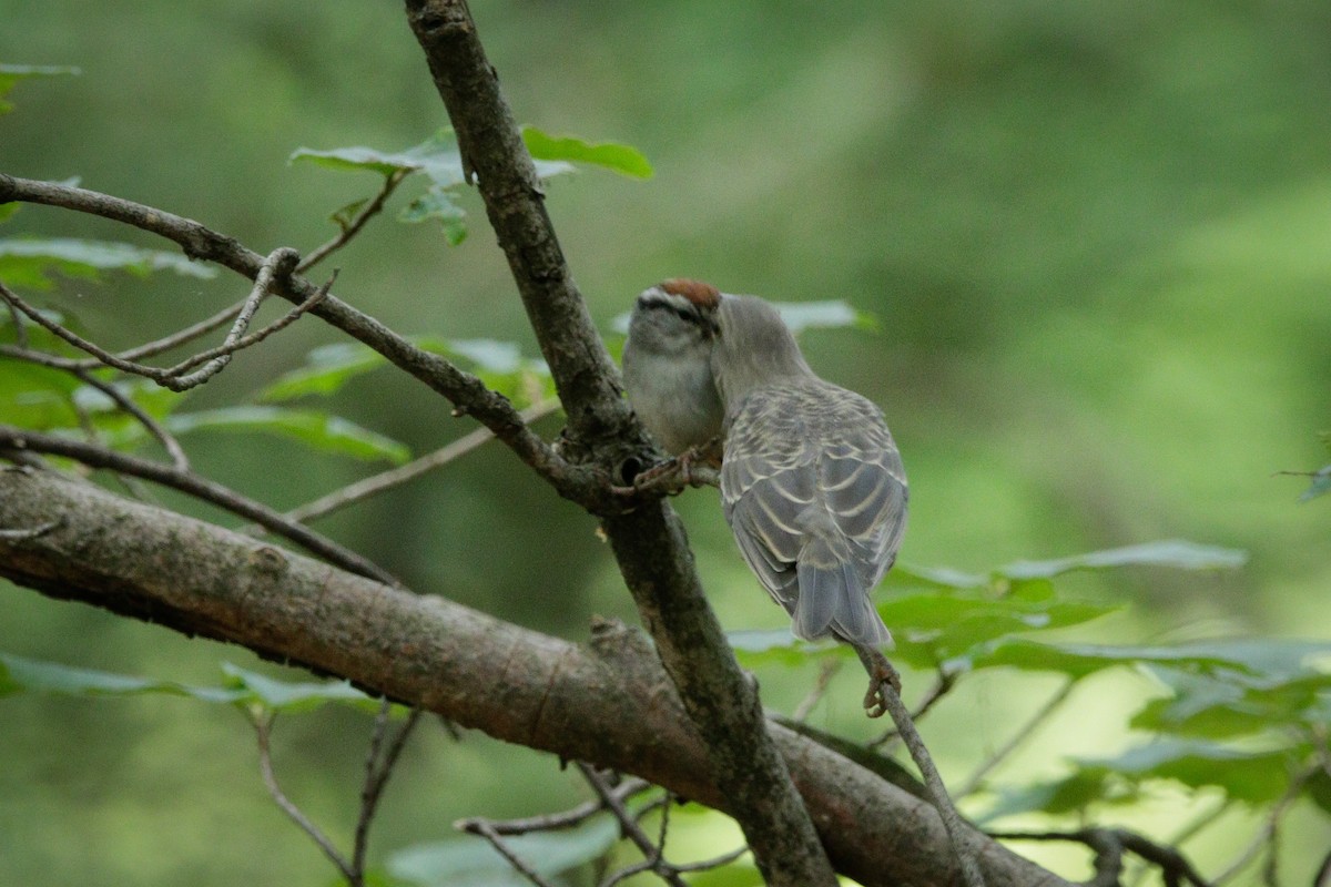 Brown-headed Cowbird - ML587062261