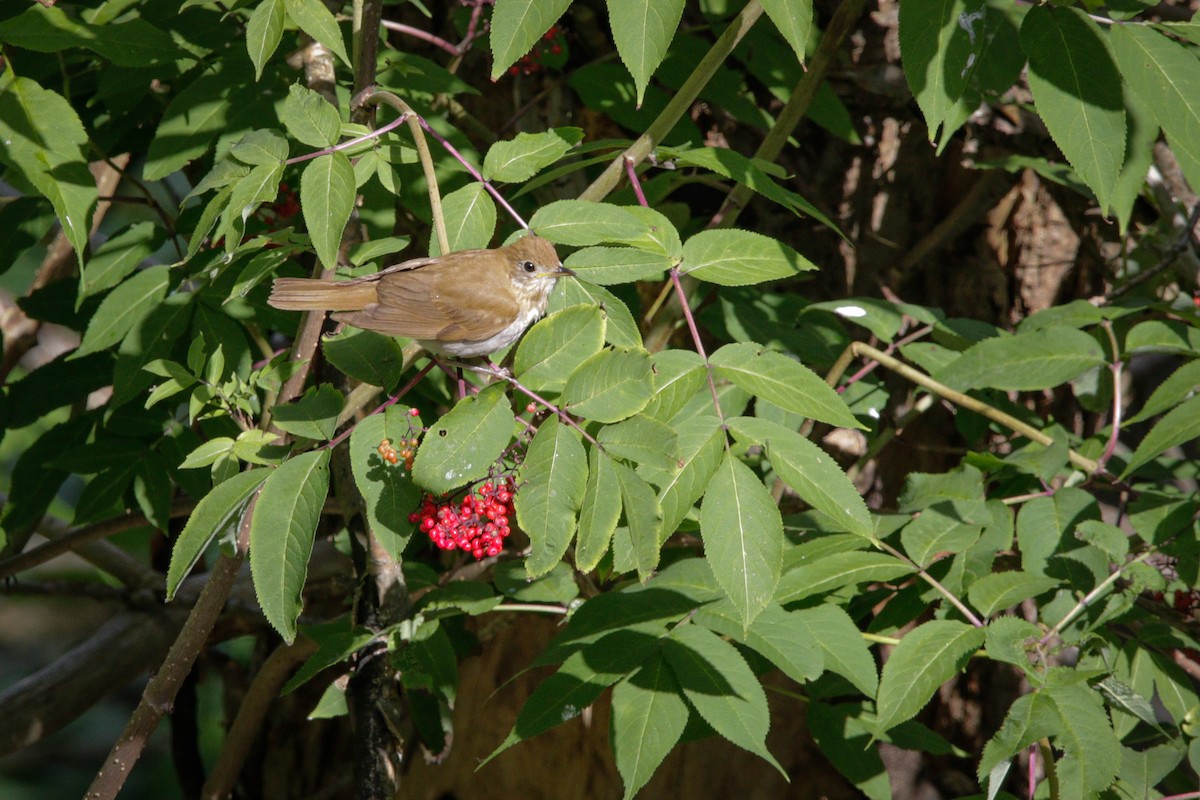 Veery - Catherine Holland