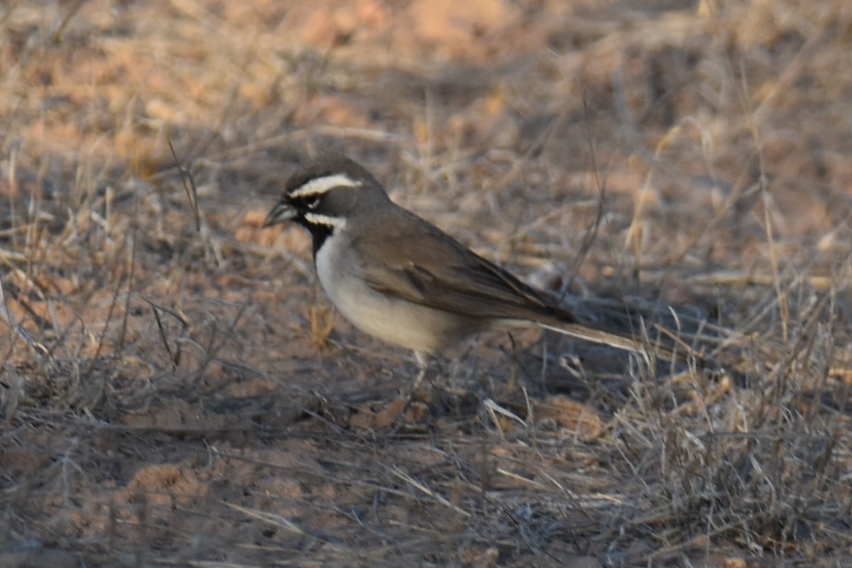 Black-throated Sparrow - ML587063251