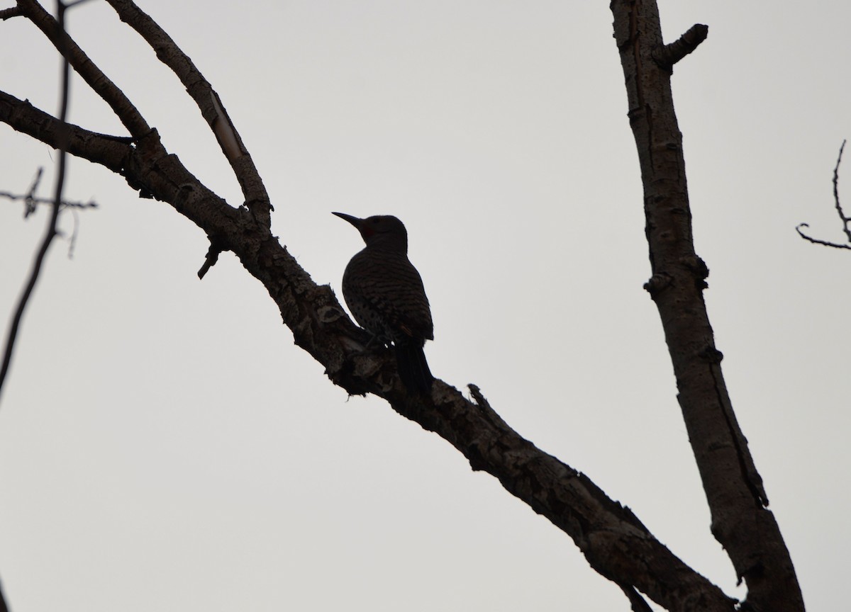 Northern Flicker - ML587063541