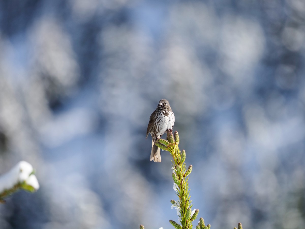 Fox Sparrow (Slate-colored) - ML587063591