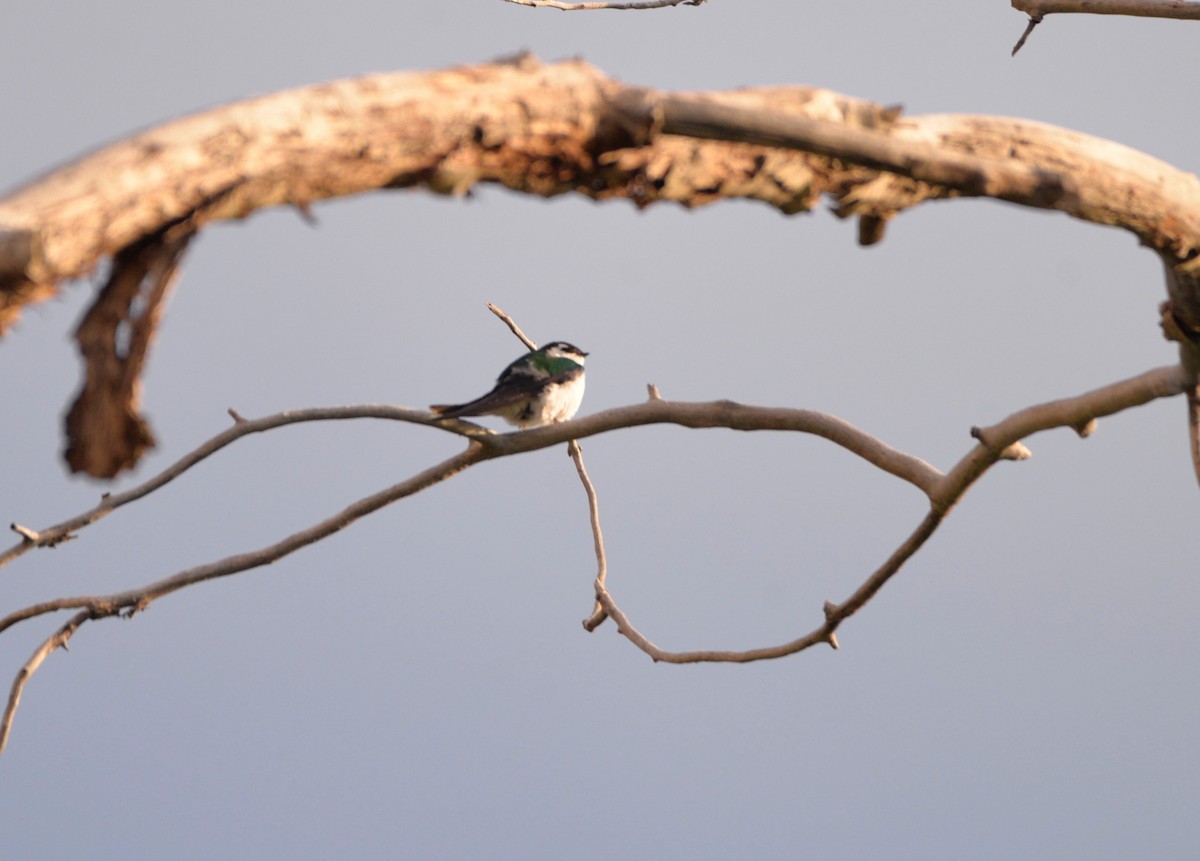 Violet-green Swallow - ML587063621