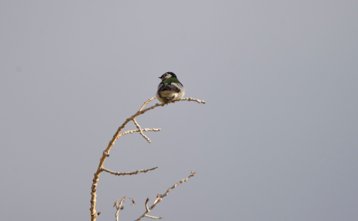 Violet-green Swallow - ML587063631