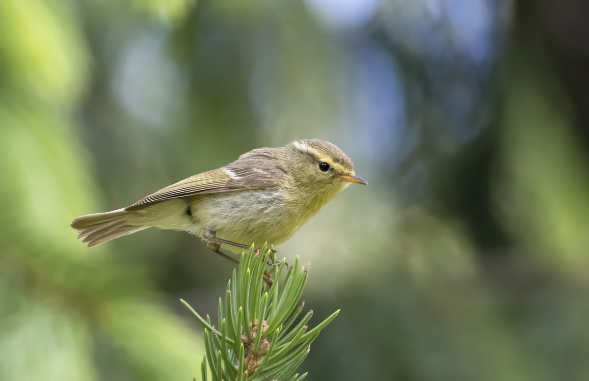 Brooks's Leaf Warbler - Andrew Spencer