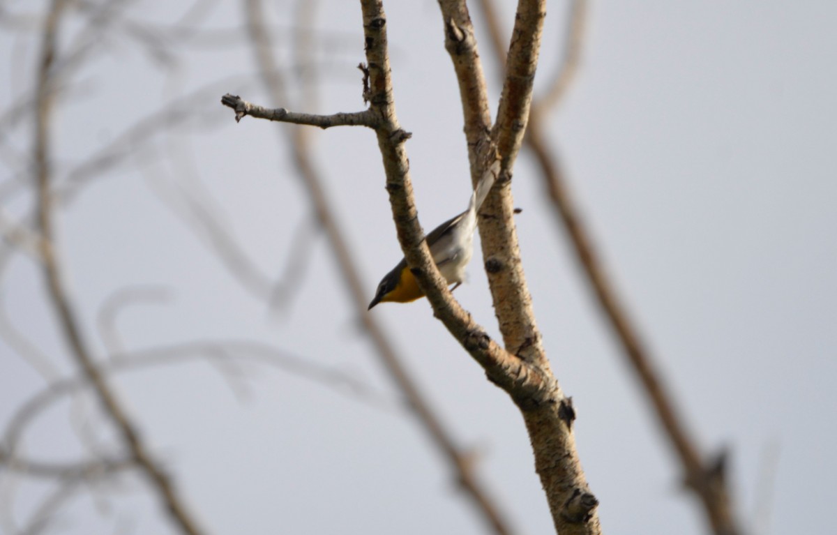 Yellow-breasted Chat - ML587063821