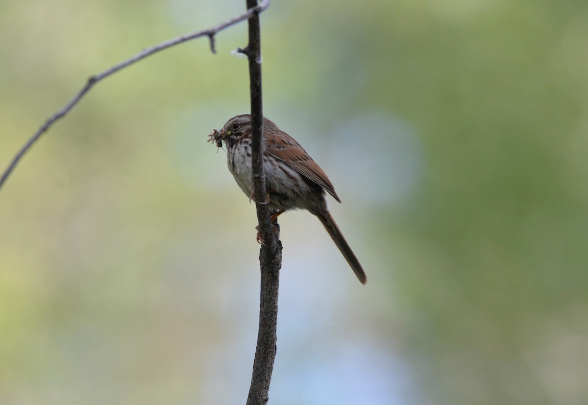 Song Sparrow - Klaus Bielefeldt