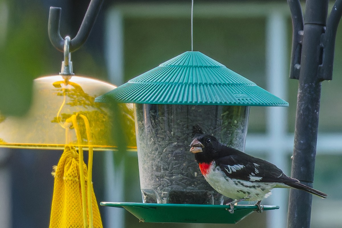 Rose-breasted Grosbeak - ML587065281