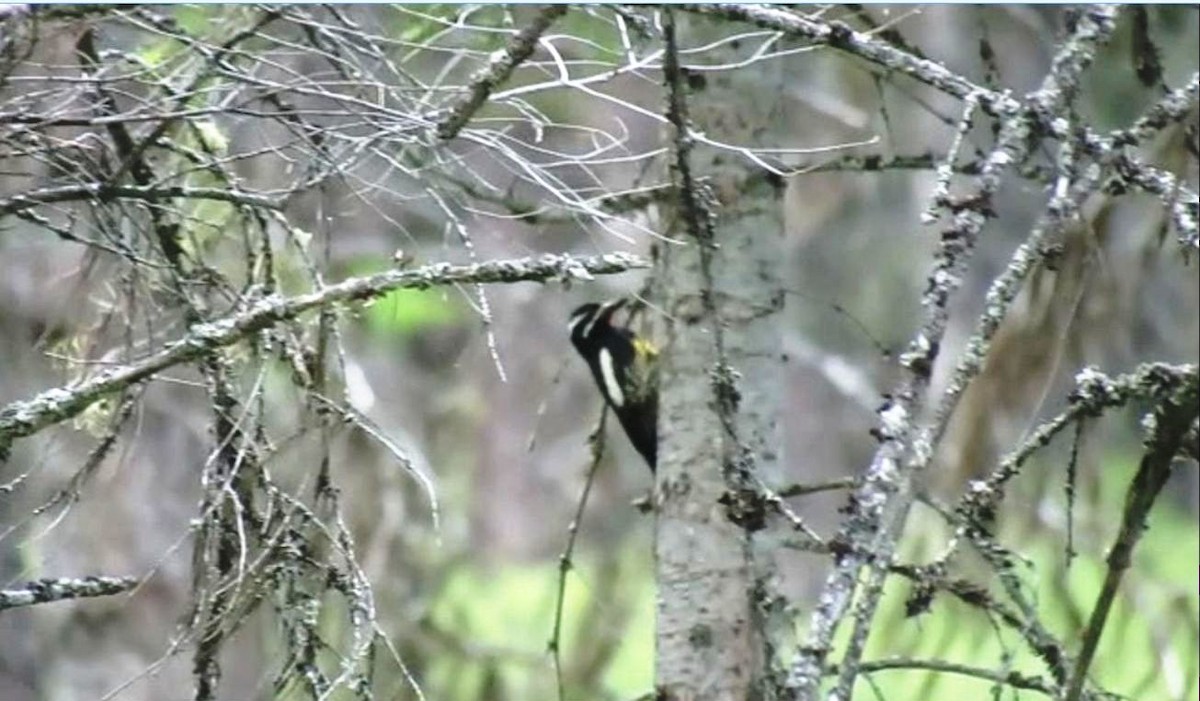 Williamson's Sapsucker - ML587066291