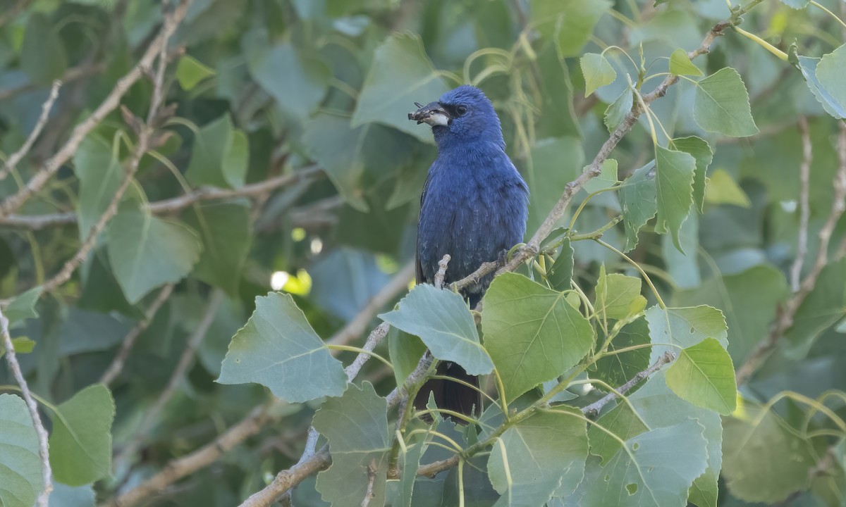 Blue Grosbeak - ML587066411