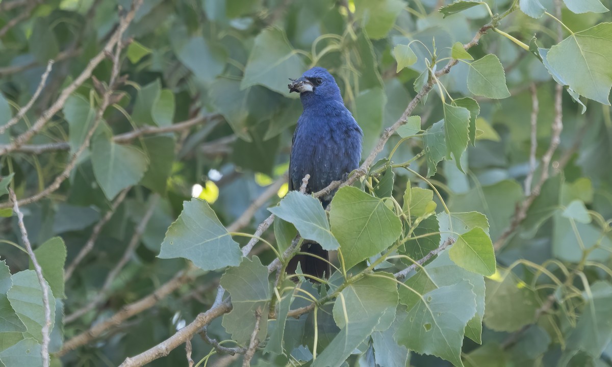 Blue Grosbeak - ML587066421