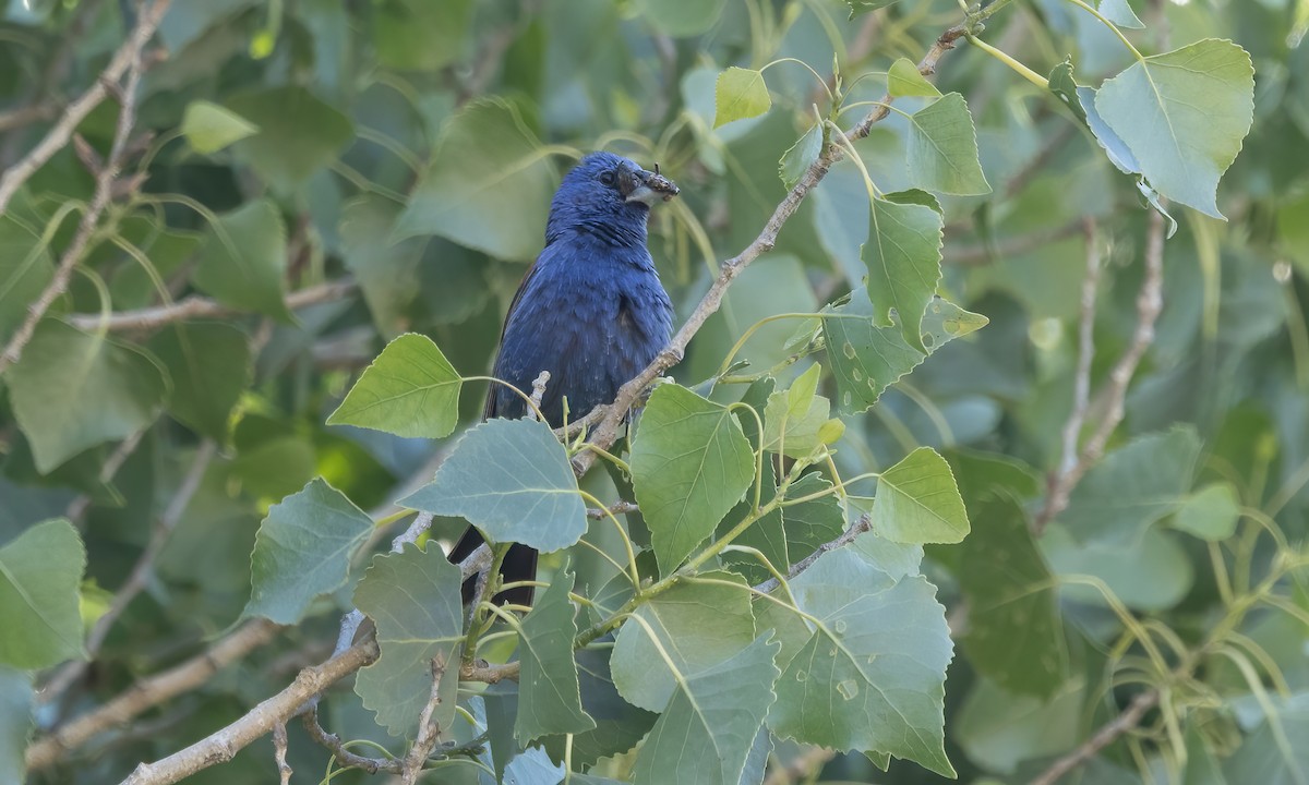 Blue Grosbeak - ML587066441