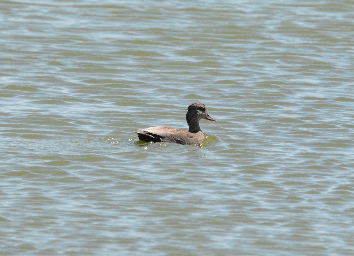 Gadwall - ML58706651