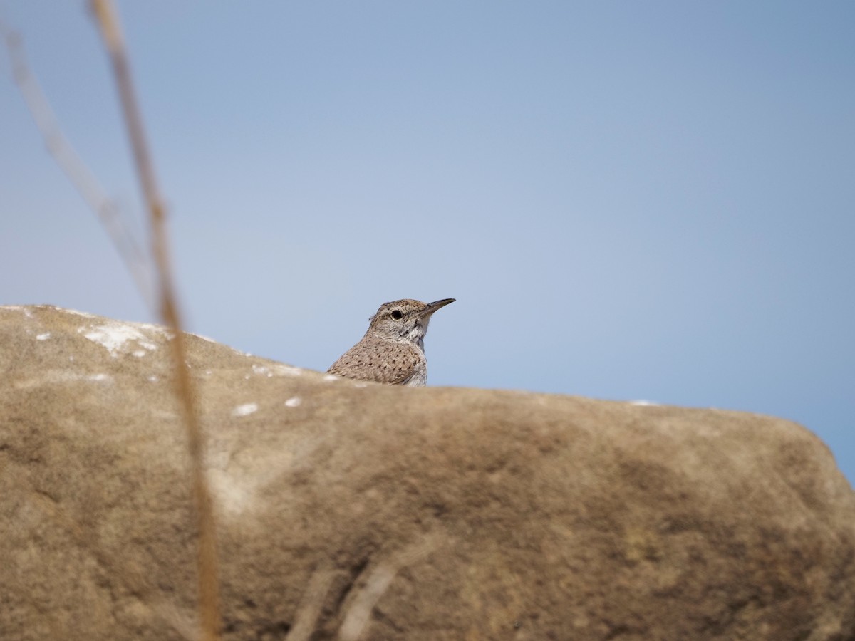 Rock Wren - ML587067151