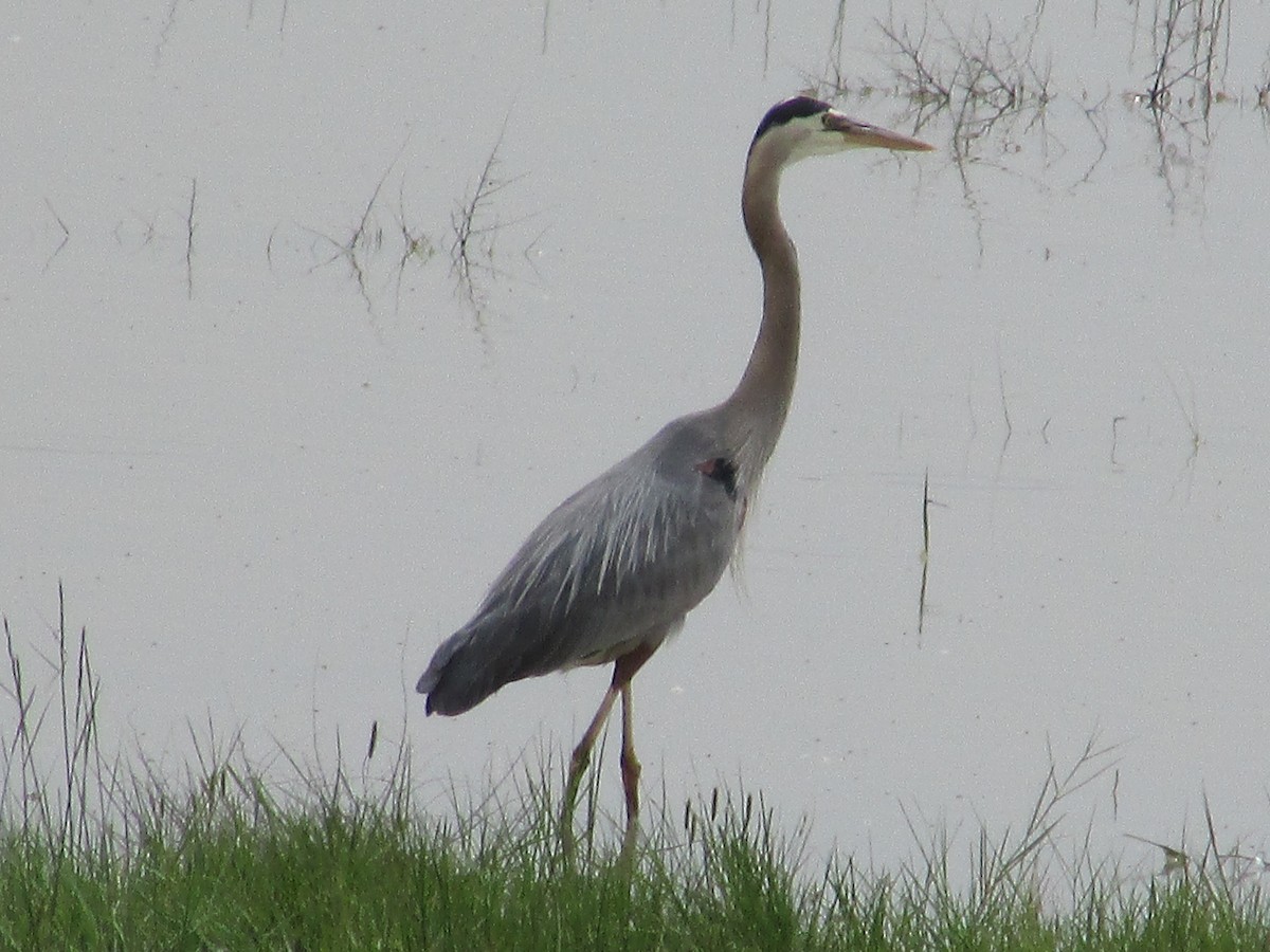 Great Blue Heron - Felice  Lyons