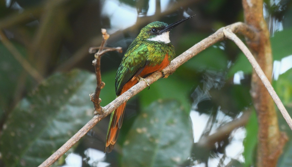 Rufous-tailed Jacamar - ML587070041