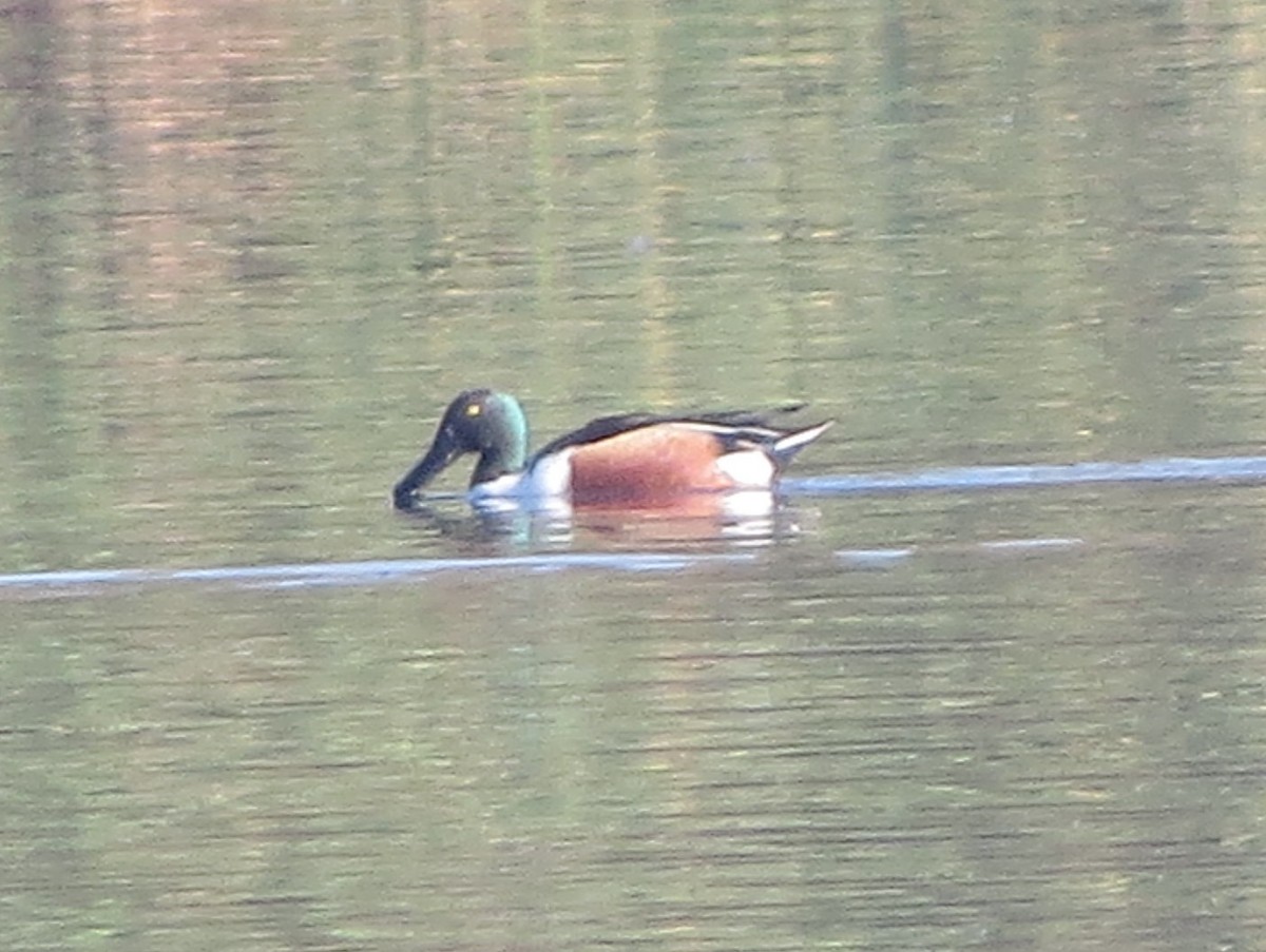 Northern Shoveler - ML58707031