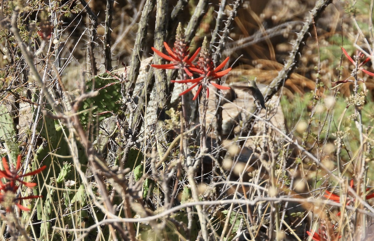 Lucifer Hummingbird - ML587071951