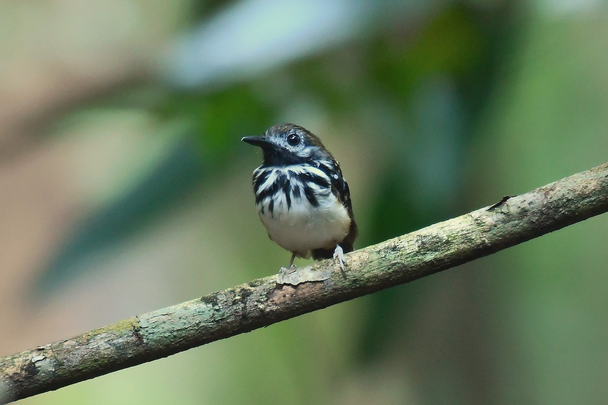 Dot-backed Antbird - ML587072081