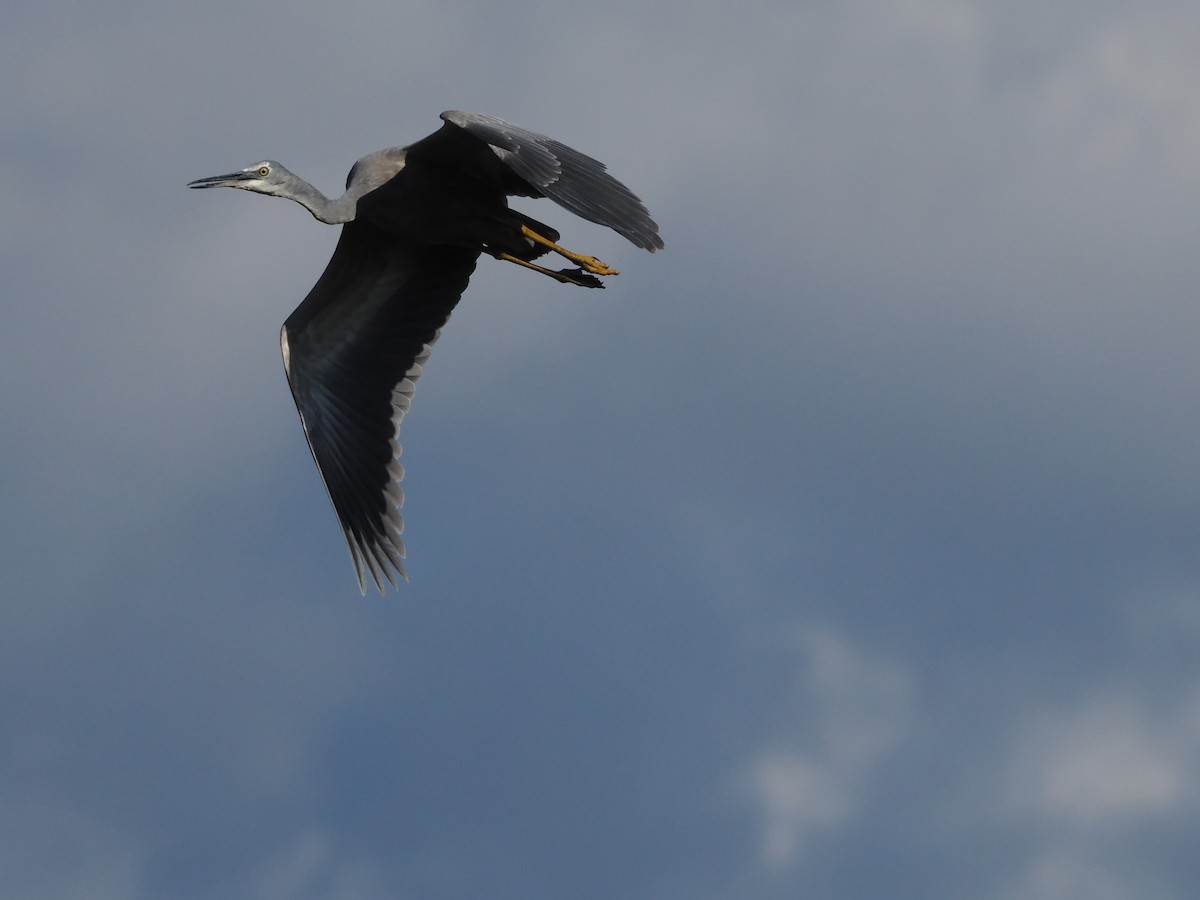 White-faced Heron - ML587072261