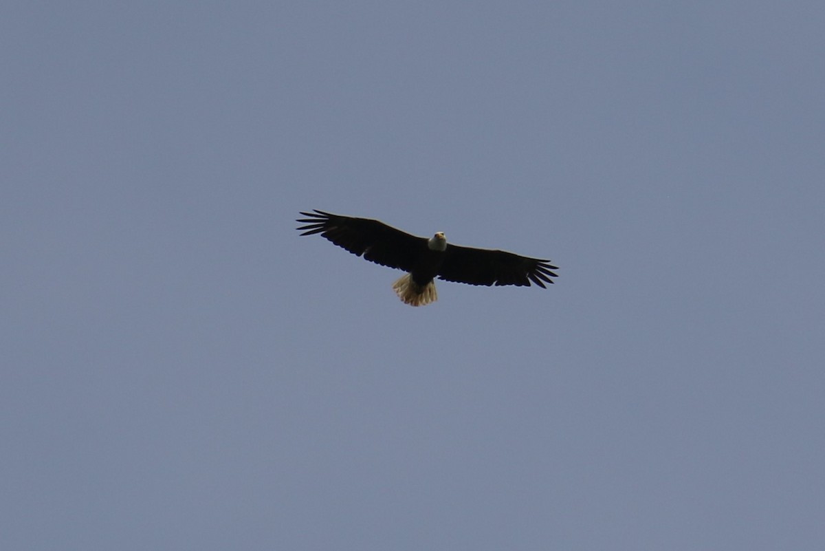 Bald Eagle - ML587072591