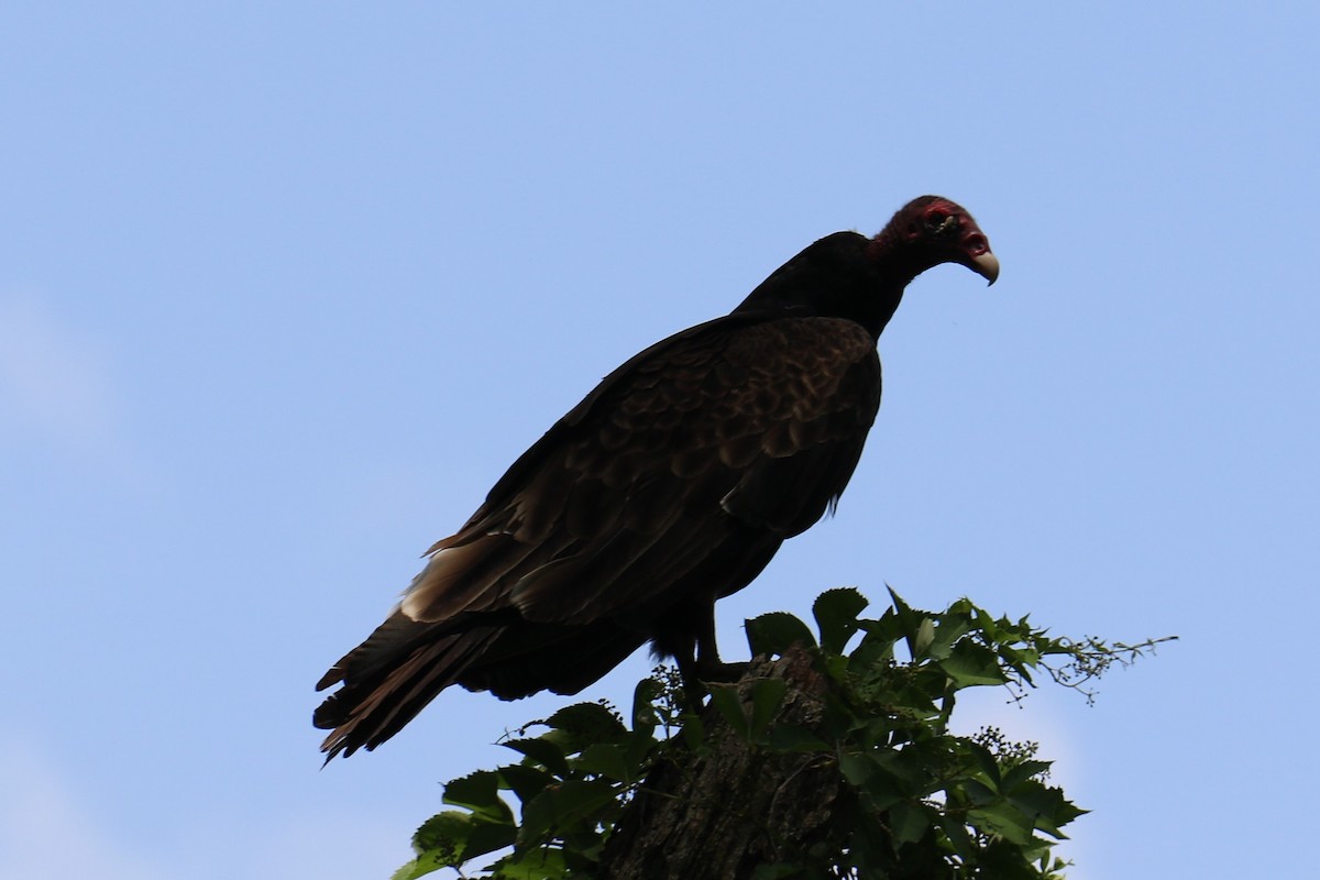Turkey Vulture - ML587072631