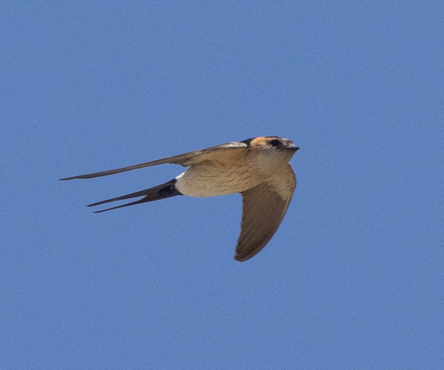 Red-rumped Swallow - ML587074421