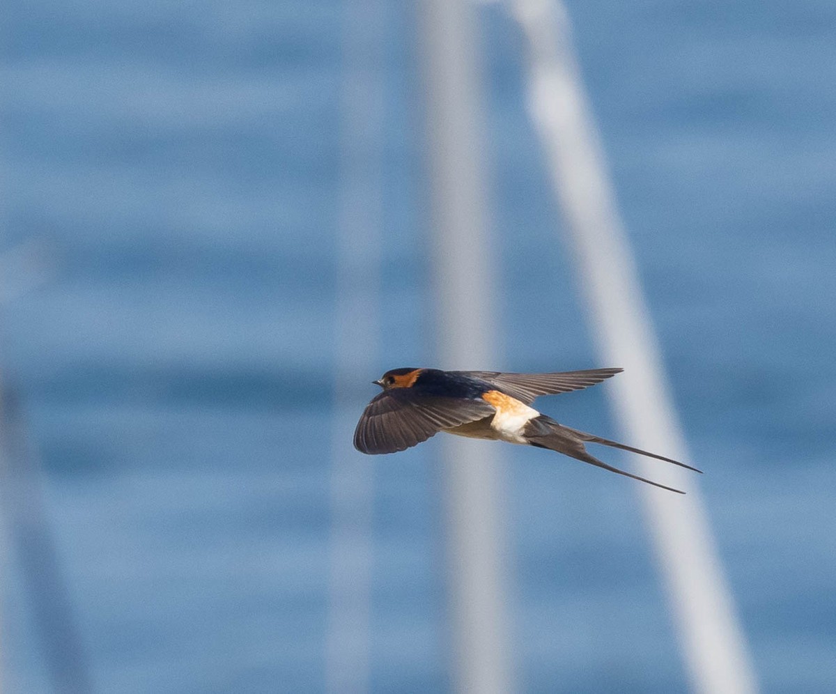 Red-rumped Swallow - ML587074431