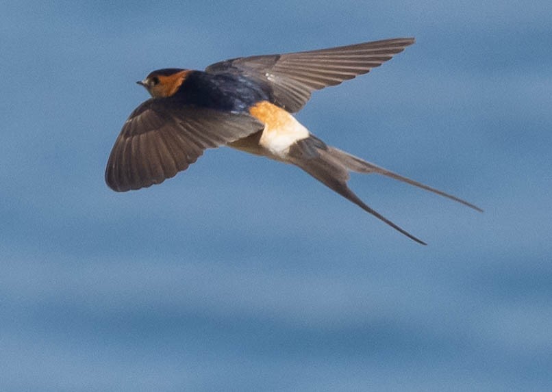Red-rumped Swallow - ML587074441