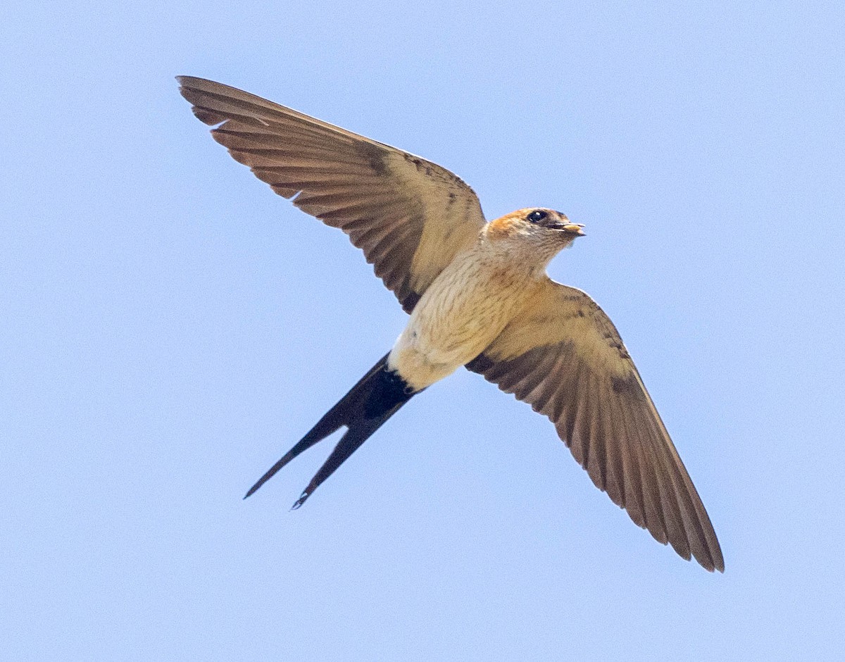 Red-rumped Swallow - ML587074451