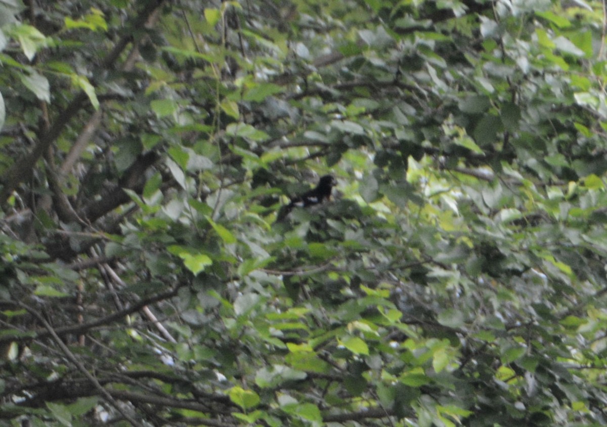 Rose-breasted Grosbeak - ML587074981