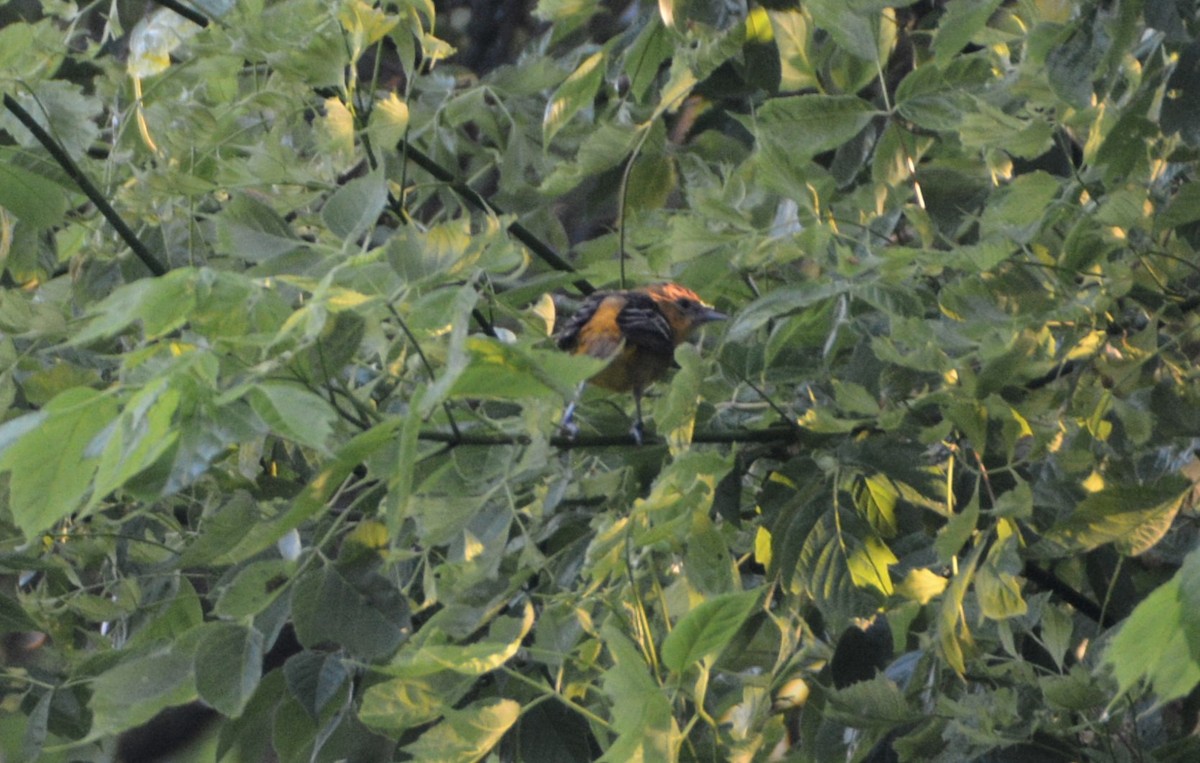 Baltimore Oriole - ML587075021