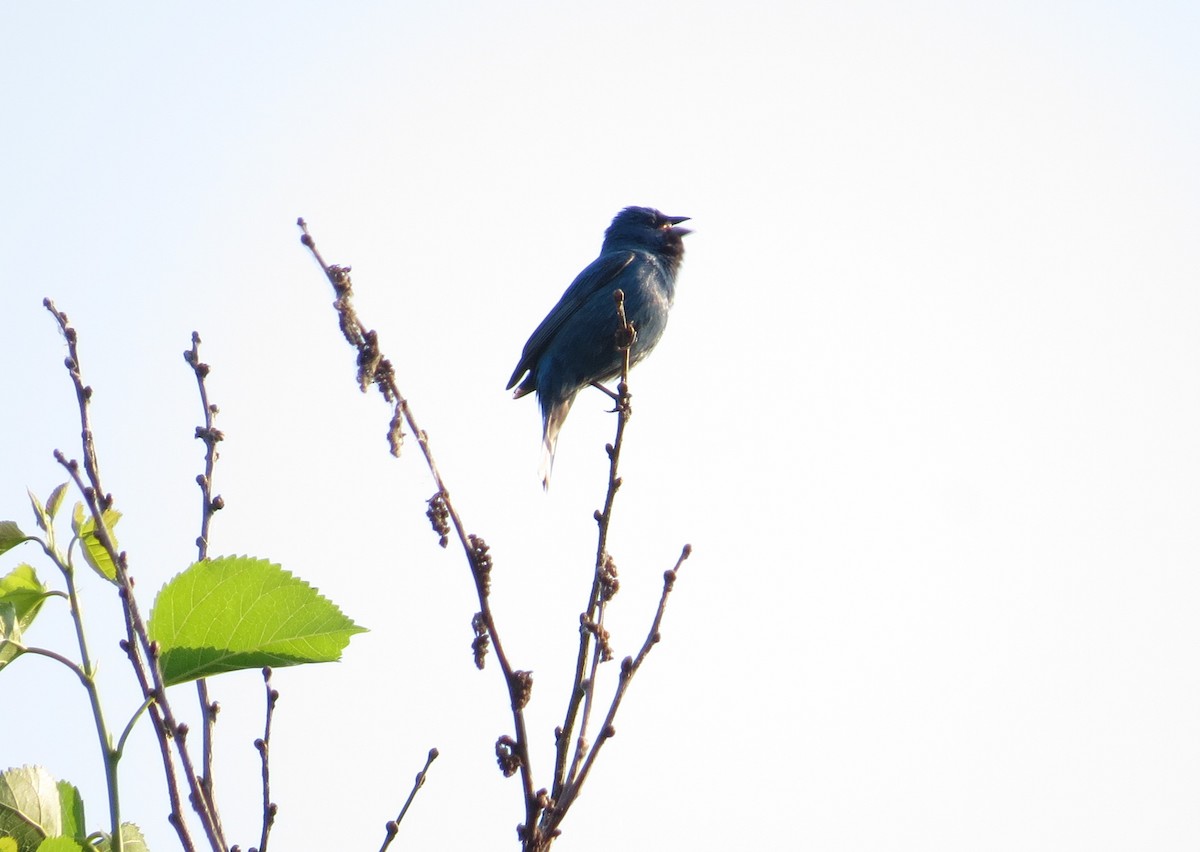 Indigo Bunting - ML587075061
