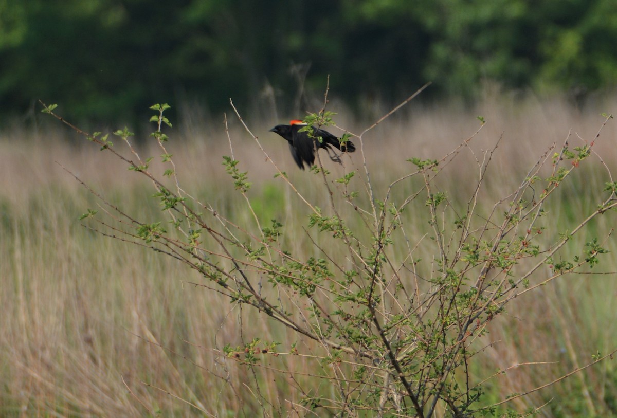 Red-winged Blackbird - ML587075151