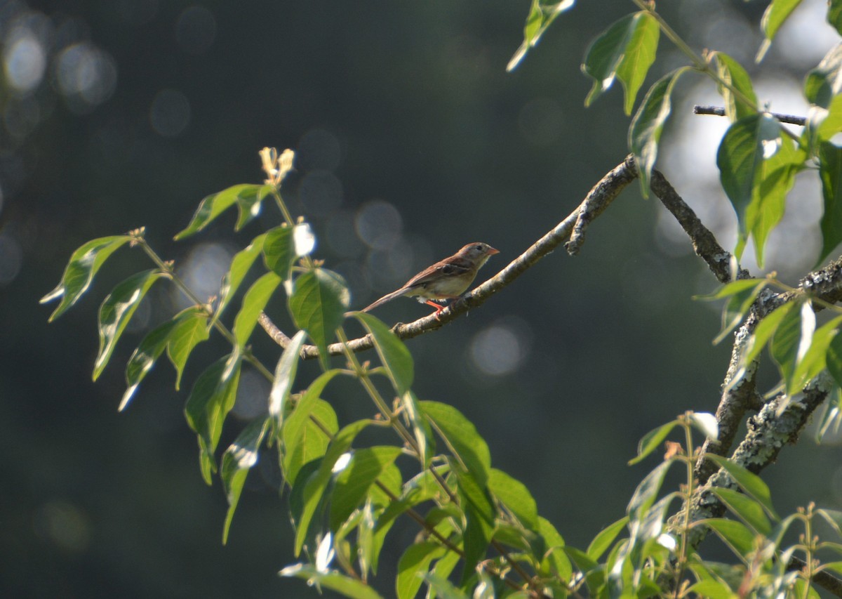 Field Sparrow - ML587076021