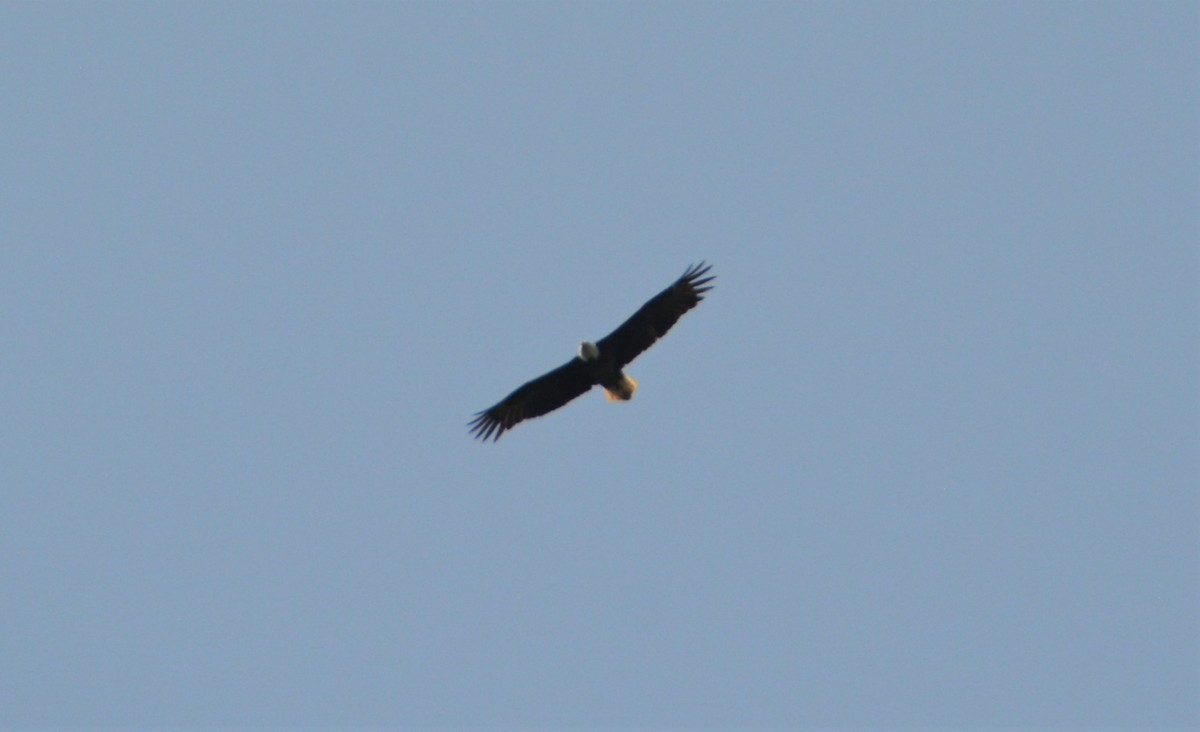 Bald Eagle - ML587076171