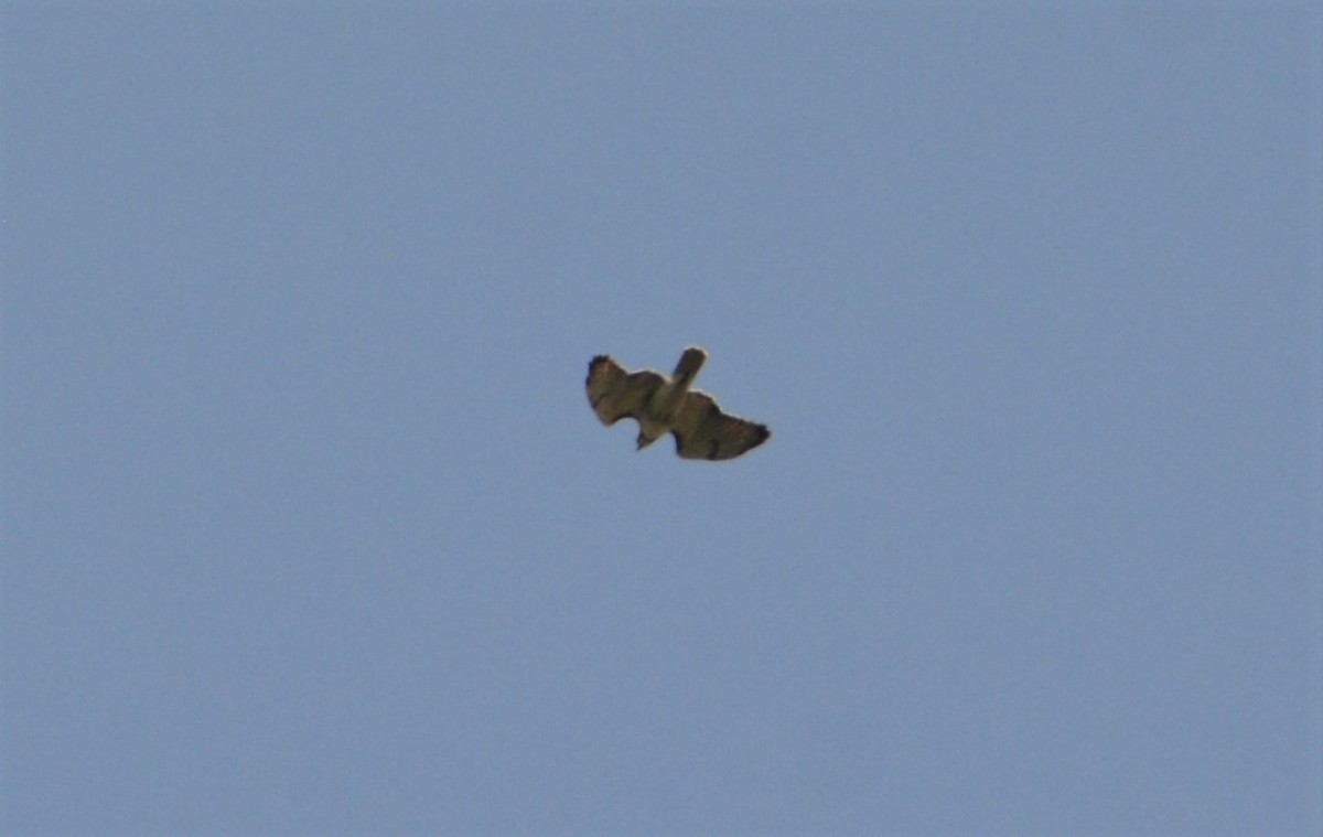 Red-tailed Hawk - ML587076221