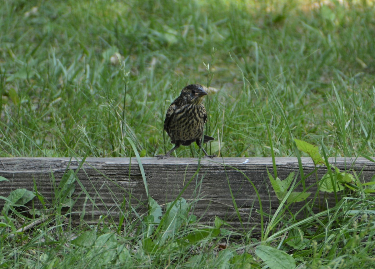 Red-winged Blackbird - ML587076451