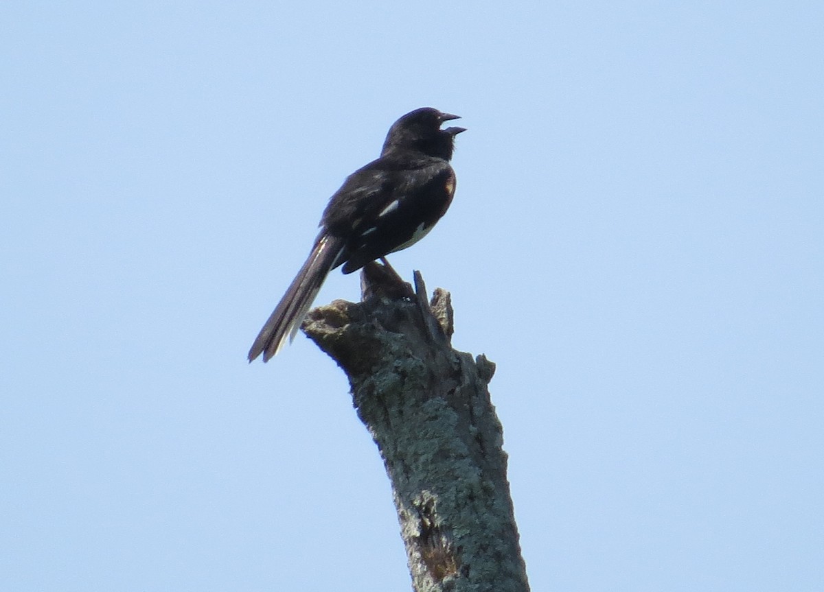 Eastern Towhee - ML587076521