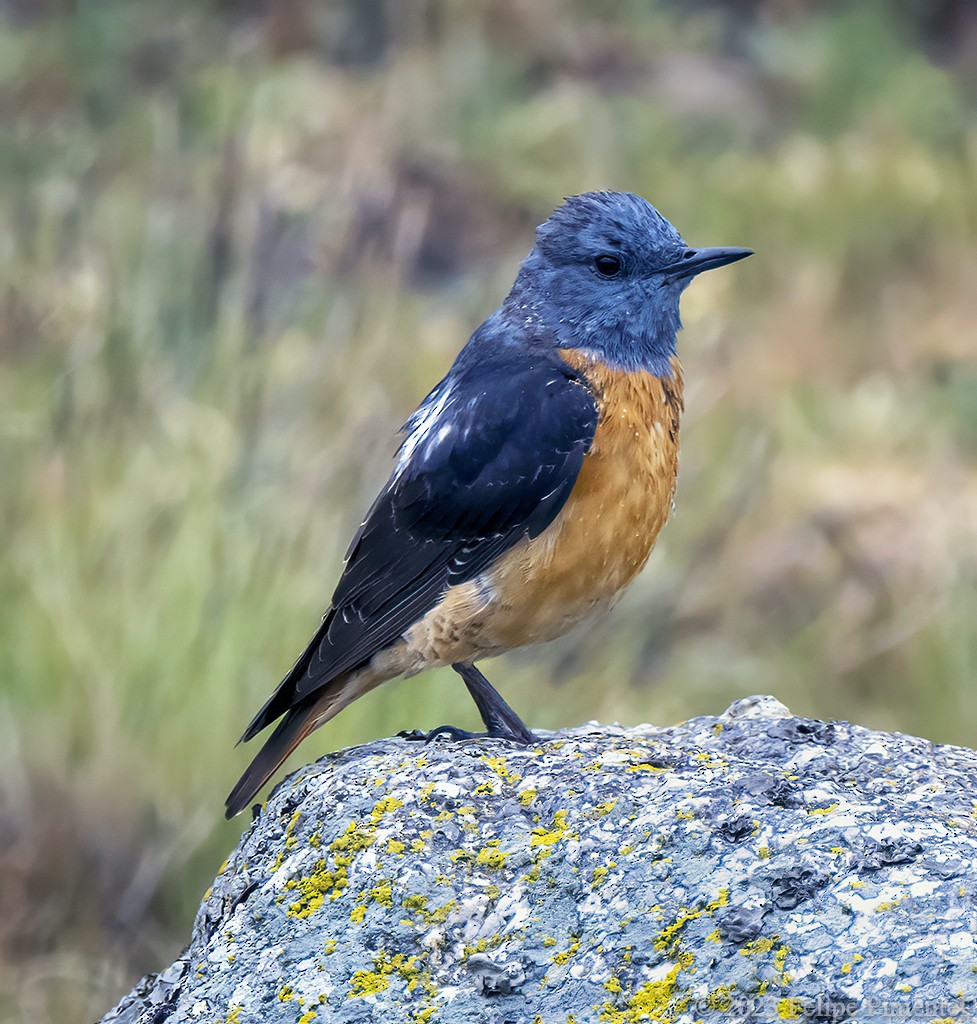 Rufous-tailed Rock-Thrush - ML587076591