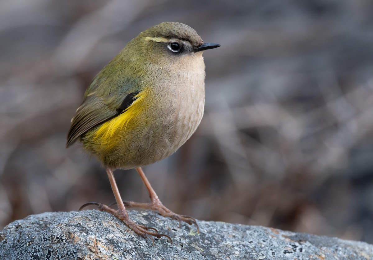 South Island Wren - ML587077051