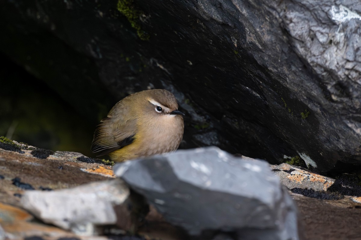 South Island Wren - ML587077071