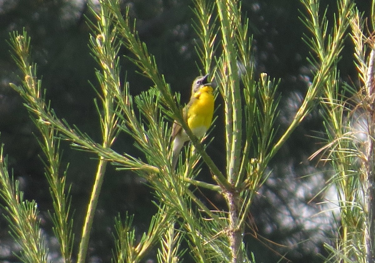 Yellow-breasted Chat - ML587077151