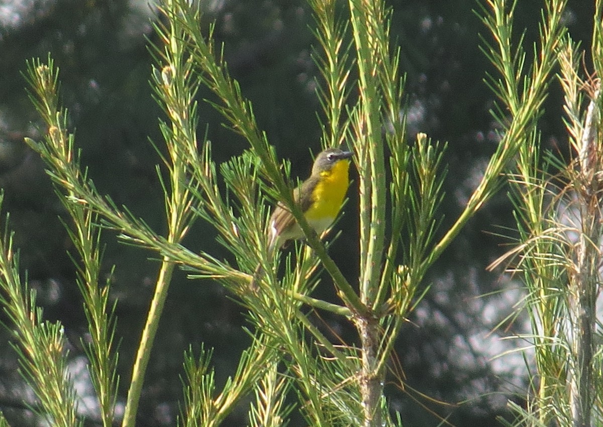 Yellow-breasted Chat - ML587077191