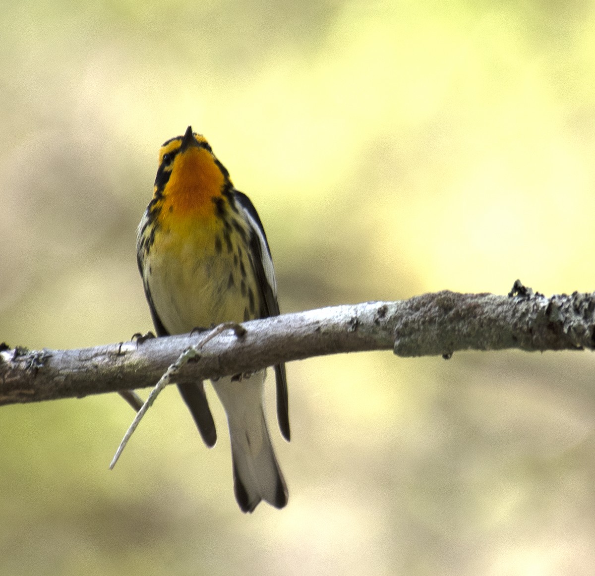 Blackburnian Warbler - ML587077781