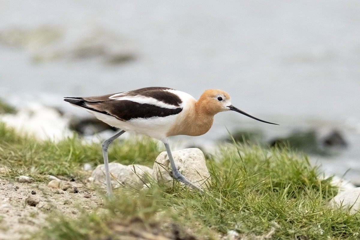 American Avocet - Ryan St. Louis