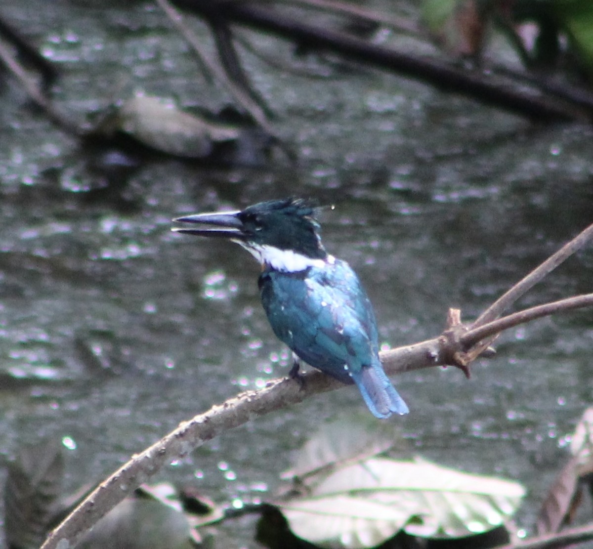 Amazon Kingfisher - xixa_ black