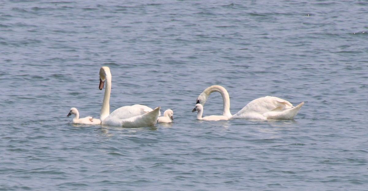 Mute Swan - Deena Errampalli